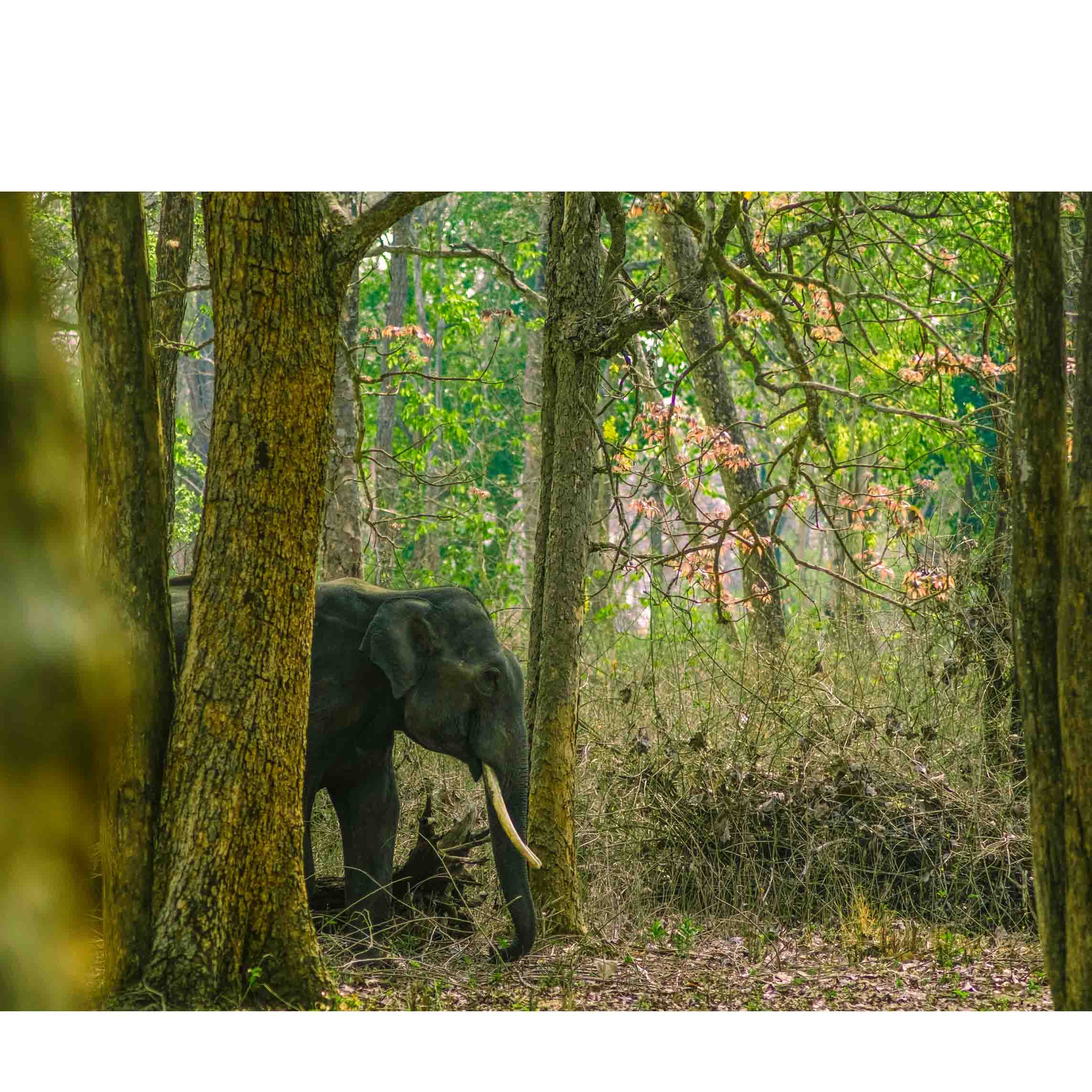 Wildlife Tour of South India