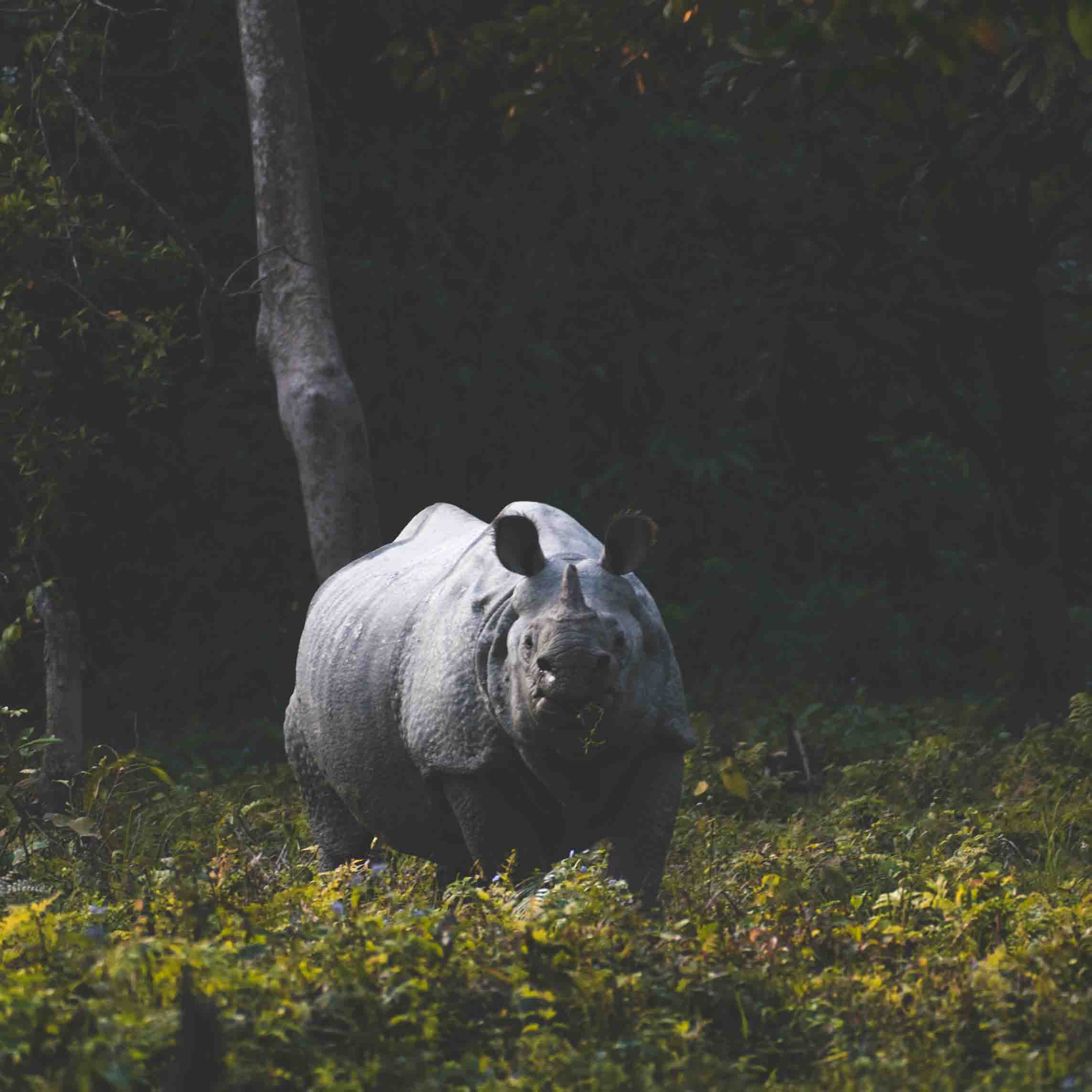 Angamai Nagas Wildlife Tour