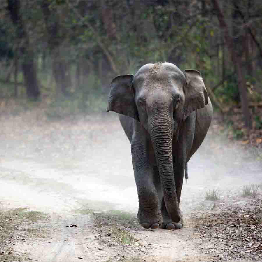 Corbett Adventure Package